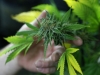 hemp-cannabis-marijuana-themindunleashed-org