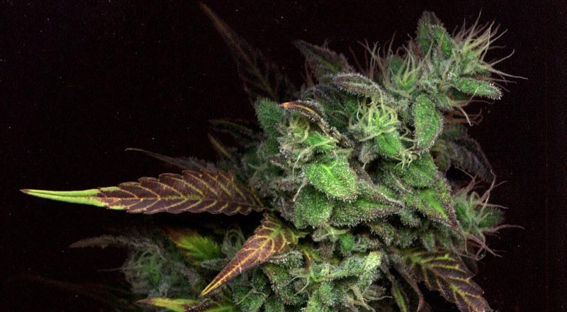 culture cannabis, marijuana, how to grow