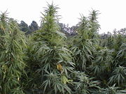 Outdoor medicinal marijuana