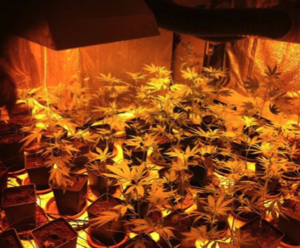 Cannabis plants from an indoor grow dismantled by police in Lausanne, Switzerland (photo by police)