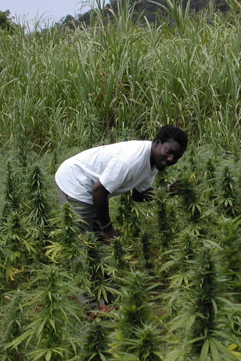 cannabis in jamaica