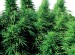 Ruderalis Skunk