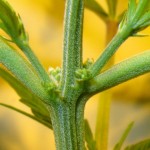 How to: Distinguish between a male and female hemp plant